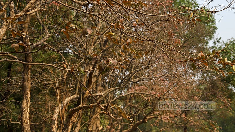 পাতা ঝরার এমন দিনে দূর থেকে দেখলে মনে হবে গাছটি মরে গেছে, কিন্তু আসলে তা নয়।&amp;nbsp;ছবি: মাহমুদ জামান অভি