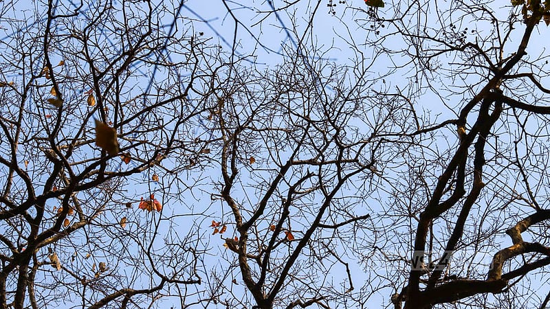 ঢাকার চন্দ্রিমা উদ্যানে এই গাছের প্রায় সব পাতা ঝরে পড়েছে, আর কয়েকটি না ঝরলেও সেগুলো শুকিয়ে গেছে।&amp;nbsp;ছবি: মাহমুদ জামান অভি