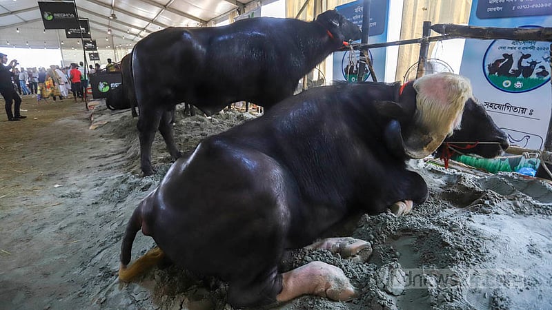 বিভিন্ন প্রজাতির মহিষ স্থান পায় প্রাণিসম্পদ প্রদর্শনী মেলায়।