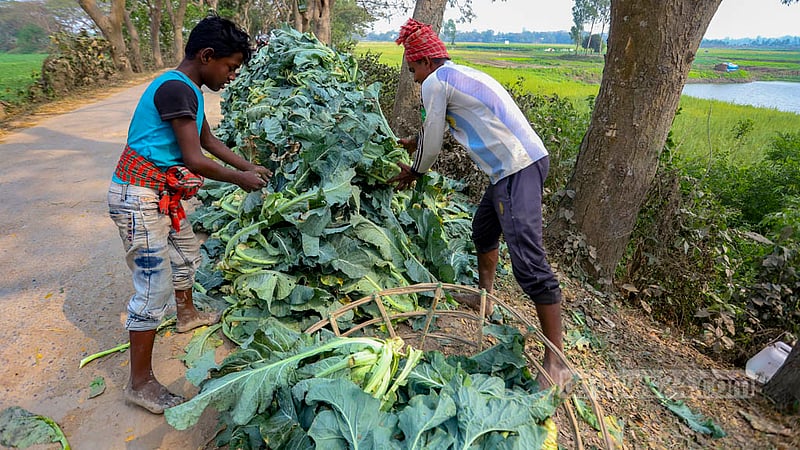 ক্ষেত থেকে তোলার পর রাস্তার পাশেই সাজিয়ে রাখা হয়েছে ফুলকপি; দিন শেষে সেগুলো পাঠানো হবে ঢাকায়।&amp;nbsp;ছবি: মাহমুদ জামান অভি