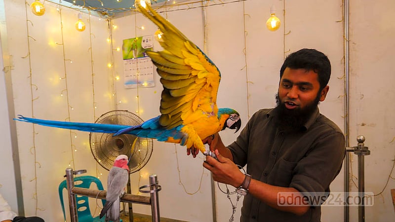 নীল সোনালী ম্যাকাওর দেখা মেলে ঢাকার শেরেবাংলা নগরের প্রাণিসম্পদ প্রদর্শনী মেলার একটি স্টলে।