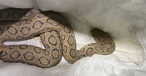 বরিশালে উদ্ধার রাসেলস ভাইপারটি এখন গবেষণাগারে
