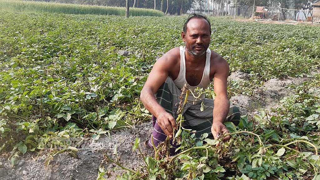 রংপুরে আলু ক্ষেতে ‘লেট ব্লাইট’ রোগ, দিশেহারা কৃষক