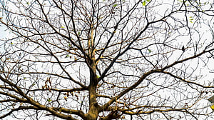 এলো ঝরা পাতার দিন