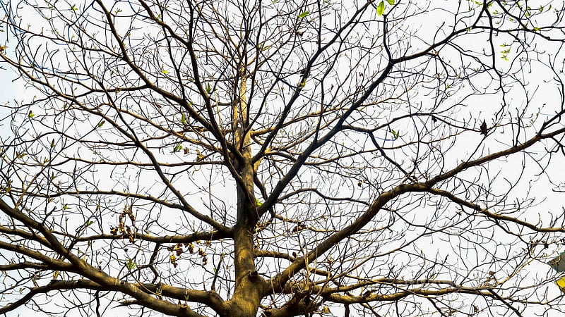 শীত শেষ হতে না হতেই ঝরছে গাছের পাতা। ঢাকার হাতিরঝিলের অনেক গাছ এখন পাতা শূন্য।&amp;nbsp;ছবি: মাহমুদ জামান অভি