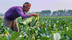 শীত যাচ্ছে ফুলকপিও ফুরোচ্ছে