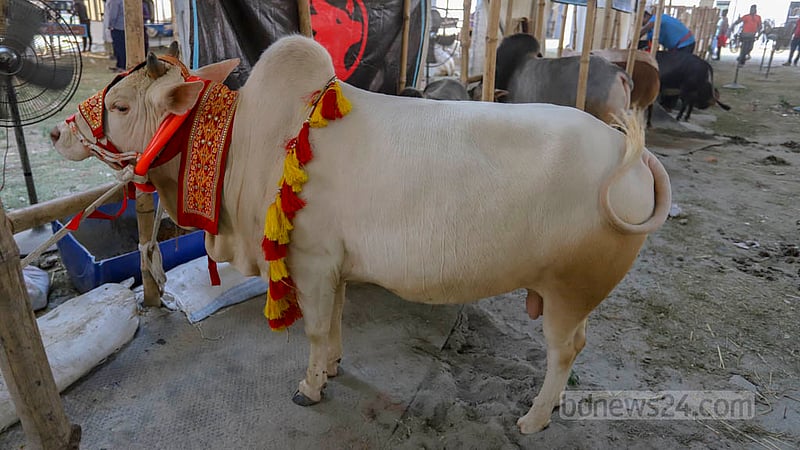 প্রাণিসম্পদ প্রদর্শনী মেলায় ভুট্টি গরু।