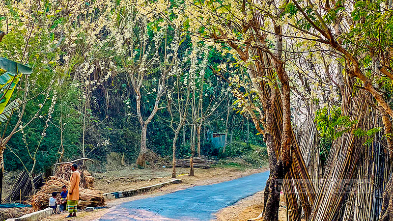 খাগড়াছড়ির দীঘিনালায় সাজেক সড়কের দুই পাশে সারি বেঁধে দাঁড়িয়ে আছে ২০টির বেশি সজনে গাছ। বসন্তের শুরুতেই সবকটি গাছ ছেয়ে গেছে সাদা ফুলে। ছবি: সমির মল্লিক