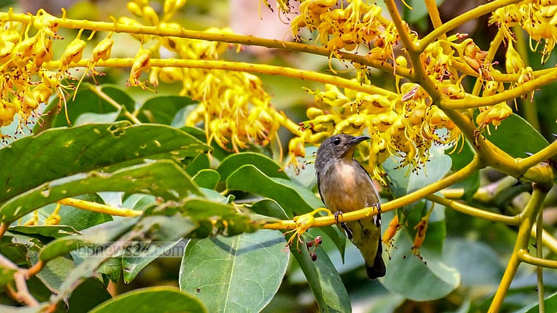 লাল পিঠ ফুলঝুরি (স্ত্রী)।