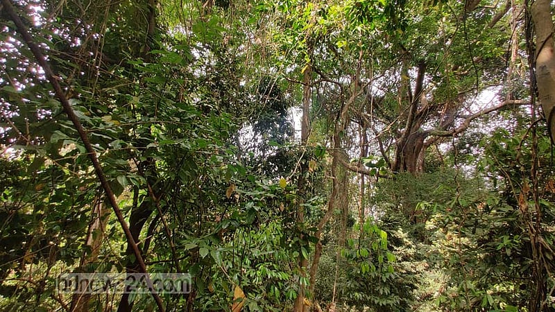 বন উজাড়ে ঘরছাড়া হয় বন্য প্রাণীরা