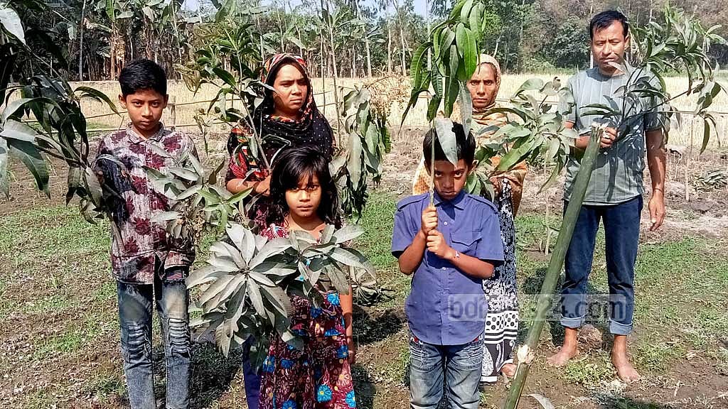 জয়পুরহাটে আমের চারা কাটল ‘প্রতিবেশী’