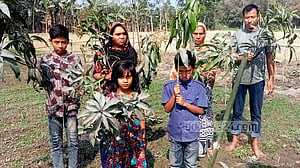 জয়পুরহাটে আমের চারা কাটল ‘প্রতিবেশী’