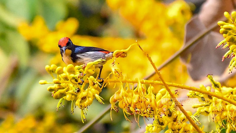 লাল পিঠ ফুলঝুরি (পুরুষ)।
