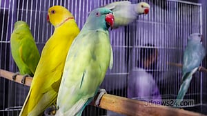 পোষা পাখির মেলা