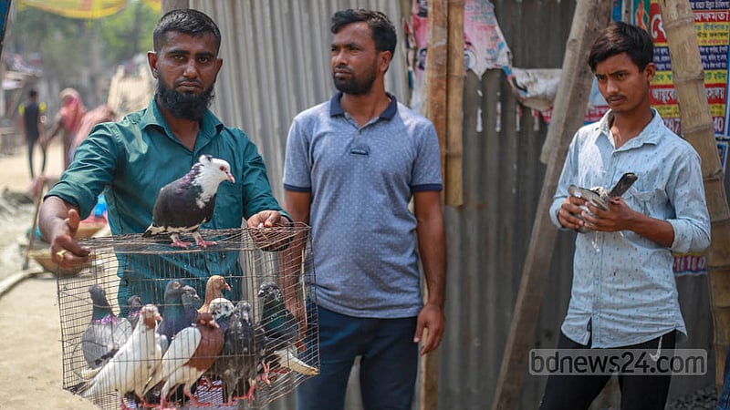 কামরাঙ্গীরচরের সাপ্তাহিক হাটে কবুতর বিক্রি করছেন মোহাম্মাদ দেলেওয়ার। বিক্রির জন্য তিনি নিয়ে এসেছেন পায়রা, গিরিবাজ, হোমা ও ম্যাগপাই জাতের কবুতর।&amp;nbsp;ছবি: তাওহীদুজ্জামান তপু