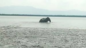 নাফ নদীতে ভেসে আসা এক বন্যহাতি ফিরেও গেল