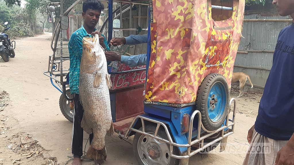 নাফ নদীতে বড়শিতে উঠল ২৫ কেজির কোরাল মাছ