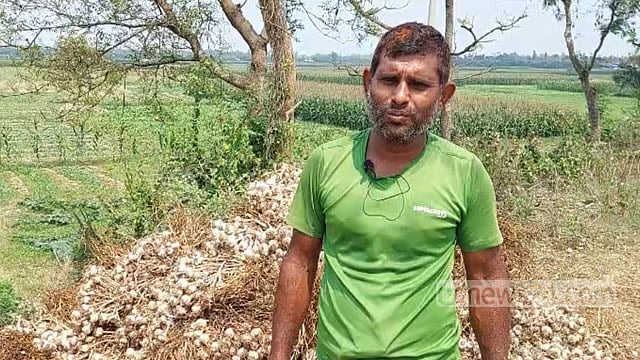 লক্ষ্য পূরণের ফলনে খুশি নাটোরের রসুন চাষি