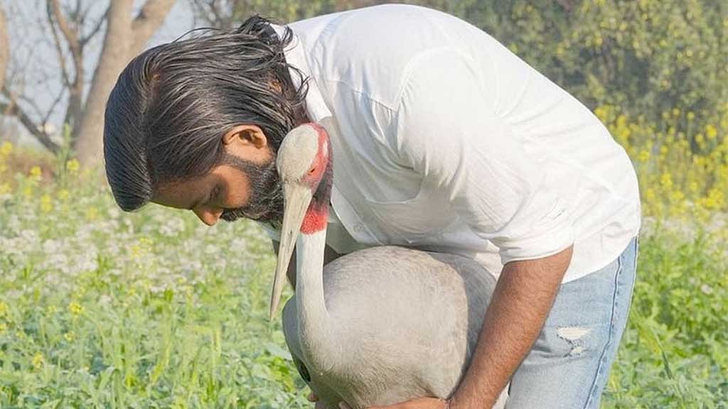 কৃতজ্ঞতায় ‘বন্ধু’ হওয়া সেই সারসকে জব্দ করল কর্তৃপক্ষ