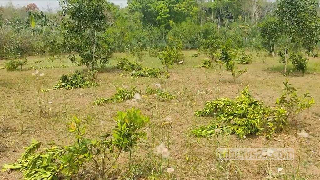 ফরিদপুরে ‘মাদক সেবনে বাধা দেওয়ায়’ মাল্টা বাগান কেটে সাবাড়