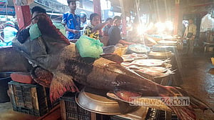 সিলেটে কুশিয়ারা নদীতে ধরা পড়েছে ১৫০ কেজির বাঘাইড়