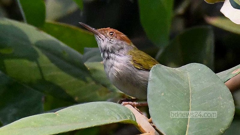 খাগড়াছড়ির দীঘিনালায় বগাপাড়ার বনে কালা গলা টুনটুনি।