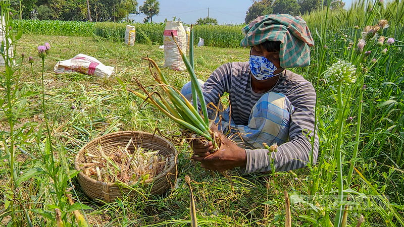 নাটোরের নলডাঙ্গার ঠাকুর লক্ষ্মীপুর এলাকার ক্ষেত থেকে পেঁয়াজ তুলছেন এক শ্রমিক। ছবি: তারিকুল হাসান