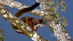 লাল উড়ন্ত কাঠবিড়ালি