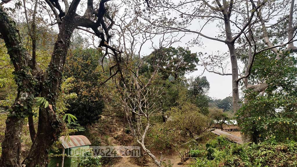 ম্রোদের ভালবাসায় টিকে আছে যে বন
