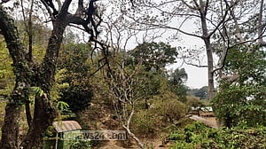 ম্রোদের ভালবাসায় টিকে আছে যে বন