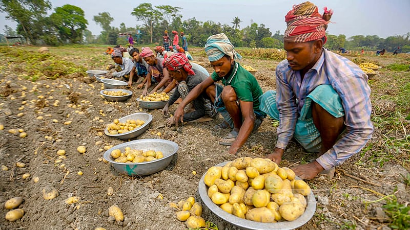 মুন্সীগঞ্জের সিরাজদিখান এলাকায় কৃষি শ্রমিকরা সারা দিন ক্ষেত থেকে আলু তুলে পান ৬০০ থেকে ৮০০ টাকা । শ্রমিকরা বলছেন, এই মজুরি পরিশ্রমের তুলনায় কম।&amp;nbsp;ছবি: মাহমুদ জামান অভি