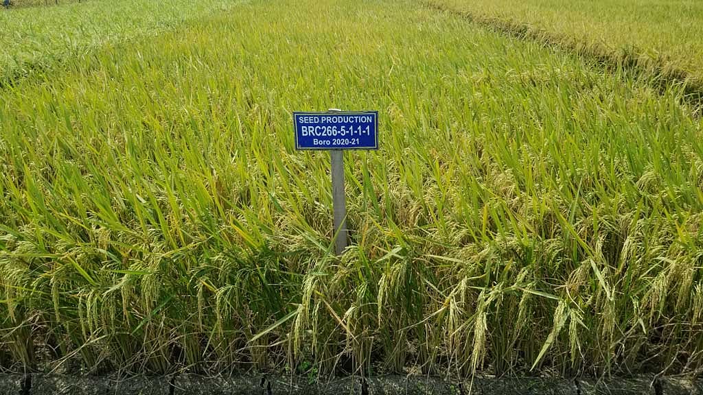 অনুমোদন পেল উচ্চ ফলনশীল ‘ডায়াবেটিক ধান’