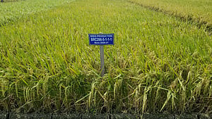 অনুমোদন পেল উচ্চ ফলনশীল ‘ডায়াবেটিক ধান’