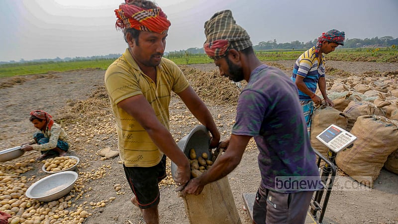 মুন্সীগঞ্জের সিরাজদিখান এলাকায় ক্ষেত থেকে আলু সংগ্রহ করে তা ক্ষেতে বসেই চলে পরিমাপের কাজ।&amp;nbsp;ছবি: মাহমুদ জামান অভি