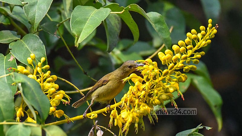 পাহাড়ের বনফুলে সিদুঁরে মৌটুসি (স্ত্রী)।