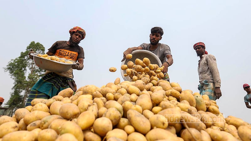 মুন্সীগঞ্জের সিরাজদিখান এলাকায় ক্ষেত থেকে আলু তুলে তা ক্ষেতের মধ্যেই স্তূপ করে রাখা হচ্ছে।&amp;nbsp;ছবি: মাহমুদ জামান অভি