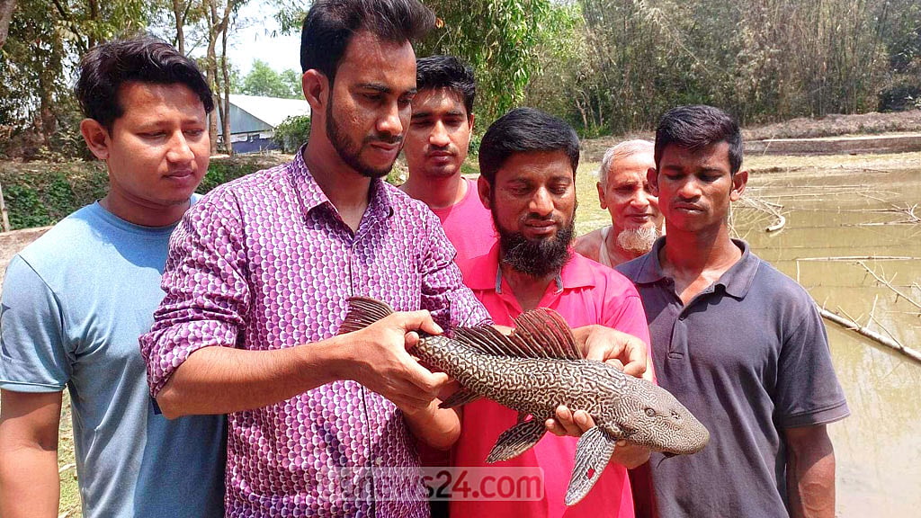 কুমিল্লায় পুকুরে মিলল 'ভয়ঙ্কর' সাকার ফিশ, চিন্তিত চাষি