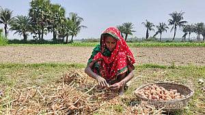 নাটোরে পেঁয়াজের ডগা কেটে নারীদের বাড়তি আয়