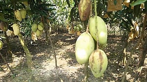 ৪০০ টাকা কেজি ‘বারোমাসি’ আম বেচে স্বাবলম্বী নুর ইসলাম