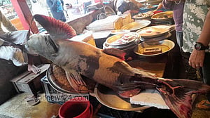 কুশিয়ারা নদীতে এবার ধরা পড়ল ১০০ কেজির বাঘাইড়