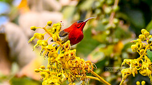 বনফুল, পাখিকুল
