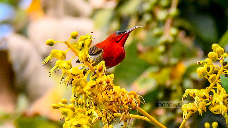 পাহাড়ের বনফুলে সিদুঁরে মৌটুসি (পুরুষ)।