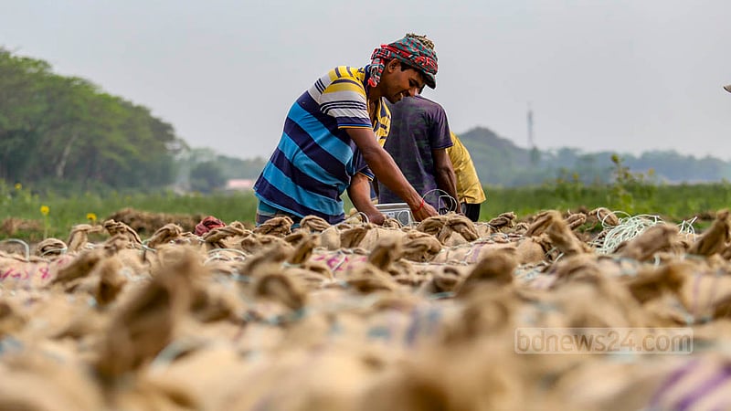 মুন্সীগঞ্জের সিরাজদিখান এলাকার কৃষকরা এখন ৫০০ টাকায় প্রতি মণ আলু বিক্রি করছেন।&amp;nbsp;&amp;nbsp;ছবি: মাহমুদ জামান অভি