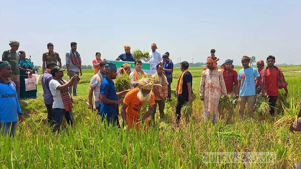 সুনামগঞ্জে ছায়ার হাওরে ধান কাটা শুরু, খুশি কৃষক