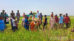 সুনামগঞ্জে ছায়ার হাওরে ধান কাটা শুরু, খুশি কৃষক