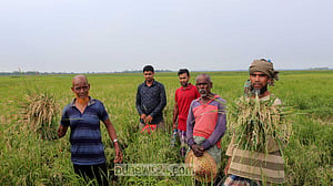 ব্রি-২৮ ধানে ব্লাস্ট, চাষ করে বিপাকে কৃষক