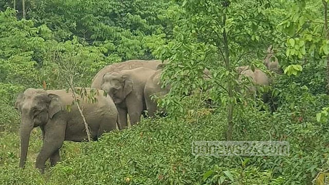 শেরপুরে বন্যহাতির আক্রমণে আহত কৃষকের মৃত্যু