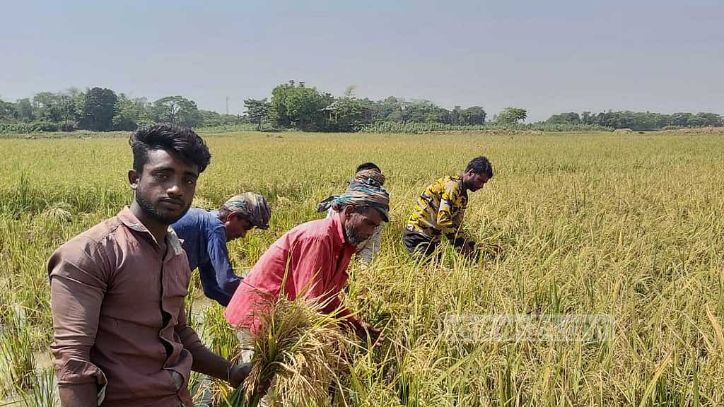উজানে বর্ষণের আভাস, সুনামগঞ্জের হাওরে ধান কাটতে মাইকিং