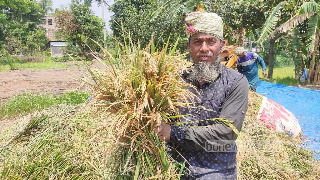 মুন্সীগঞ্জে আধা-পাকা ধানে ব্লাস্ট রোগের আক্রমণ, দিশেহারা কৃষক