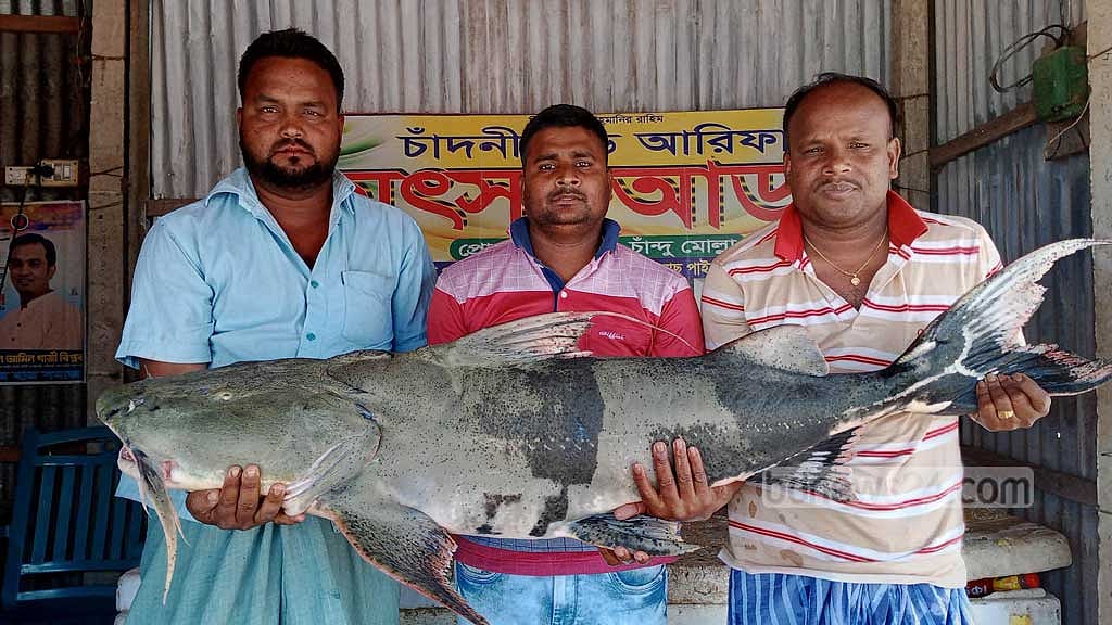রাজবাড়ীতে জেলের জালে ৩২ কেজির বাঘাইড়